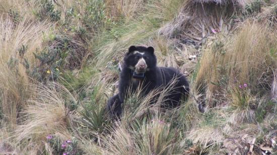 Oso de anteojos con un collar satelital en el parque Llanganates.