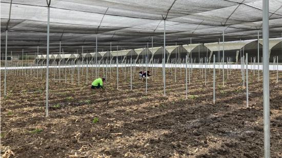 Uno de los emprendimientos agrícolas que postuló y ganó en el Fondo Emprende. Agosto del 2020.