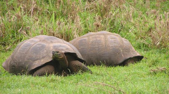 Tortugas gigantes del Archipiélago de Galápagos.
