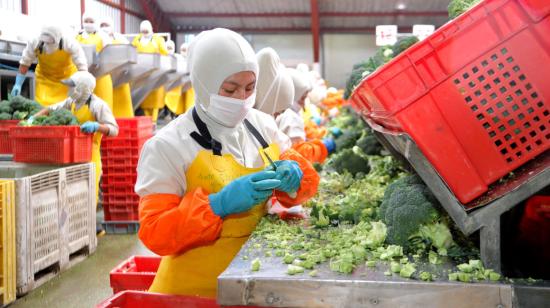 Trabajadores de Provefrut, una empresa dedicada a la producción de brócoli, en febrero de 2020. 