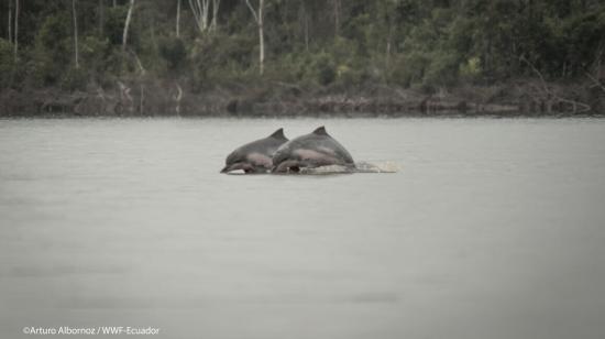 Dos delfines de río en un afluente de la Amazonía.