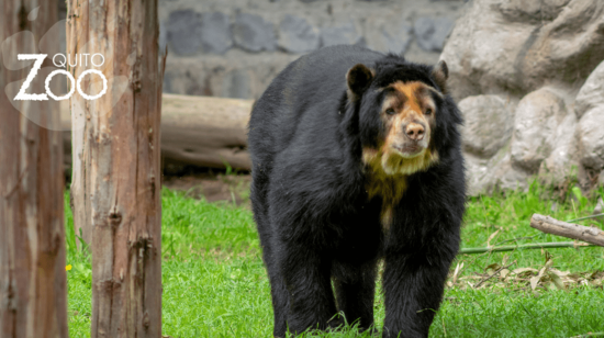 Oso Pablo en las instalaciones del Zoológico de Quito.