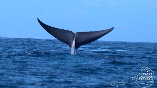 Aleta dorsal de una ballena azul captada en las islas Galápagos.