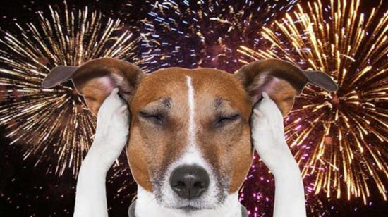 Los fuertes estallidos de fuegos artificiales pueden causar la muerte de perros.