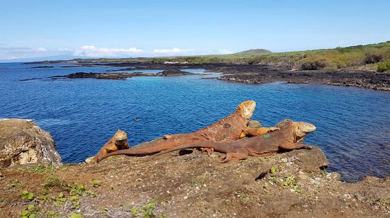 Iguanas terrestres, en la isla Santiago, Galápagos.