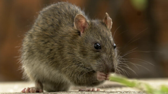 Rattus rattus, una de las especies invasoras encontradas en Cerro Blanco de Guayaquil.