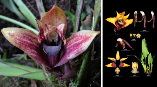 Nueva orquídea,  maxillaria anacatalina-portillae,  descubierta en Carchi-Ecuador.