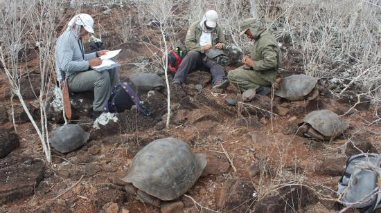 Investigadores tomando datos de las tortugas gigantes de San Cristóbal.