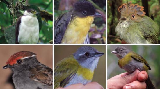 Aves registradas en la cordillera del Kutukú, en Morona Santiago. 19 de marzo de 2022