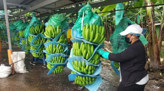 Una finca de banano en El Triunfo, en Guayas, en febrero de 2022.