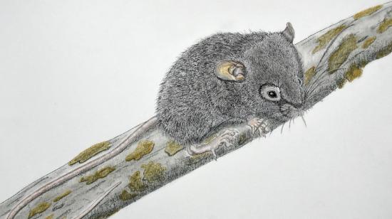 Ilustración de uno de los ratones descritos en la investigación del Instituto Nacional de Biodiversidad (Inabío), de la Universidad Católica de Quito y del Museo de Historia Natural de Londres.