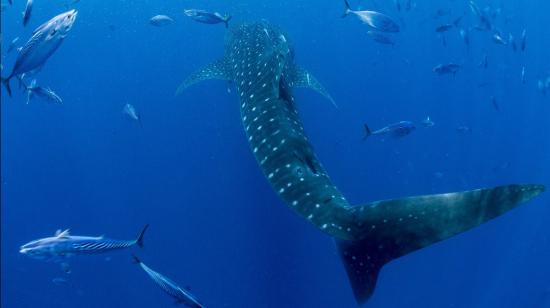 Avistamiento de un tiburón ballena en el mar de las islas Galápagos, el 17 de marzo de 2022