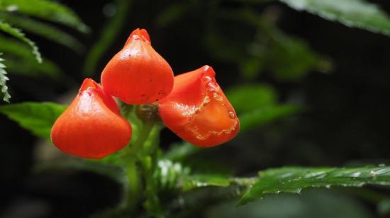 Imagen frontal de la flor Gasteranthus extinctus, el 20 de abril de 2022.