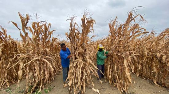 Agricultores de la parroquia rural Colonche cosechan maíz.