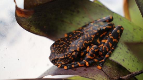 Una nueva especie de rana fue descubierta en los bosques húmedos de Tungurahua, 3 de junio de 2022.
