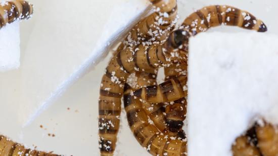 Imagen de larvas de escarabajo comiendo plástico expandido o poliestireno, 9 de junio de 2022. 