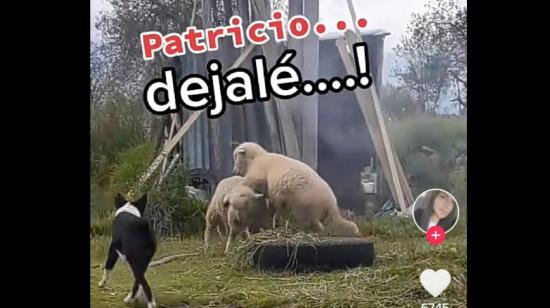 Ilustración de un video de TikTok sobre el audio de "Patricio, déjale". 