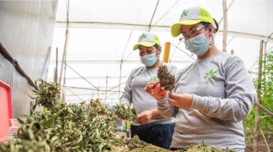 Dos trabajadoras de la empresa CannAndes.