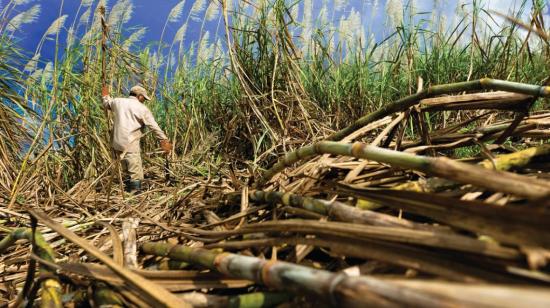 Imagen de cultivos de caña de azúcar en Milagro, provincia del Guayas.