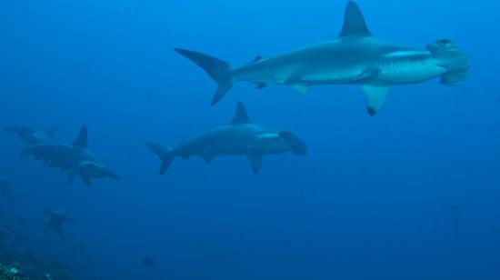 Dos tiburones martillo en las aguas de las islas Galápagos, el 22 de julio de 2017. 