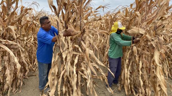 Agricultores de la provincia de Santa Elena. Colonche, 11 de noviembre de 2020.