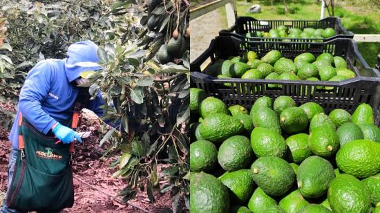 Fedefrunor (izquierda) y finca La Delicia, de Corpoaguacate, con sus respectivas cosechas de aguacate, listo para la exportación. 