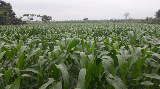 Plantación de maíz del maicero de Los Ríos, Aurelio Zea. Los cultivos están ubicados en Los Ríos, en julio de 2022.