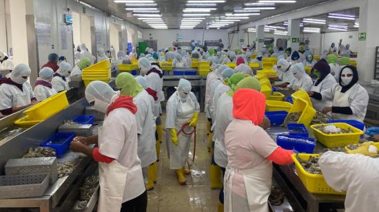 Trabajadores en una empresa empacadora de camarón, en Manabí, en abril de 2022.