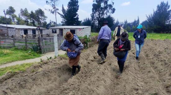 Campesinos en un cultivo en Cotopaxi, en febrero de 2022.