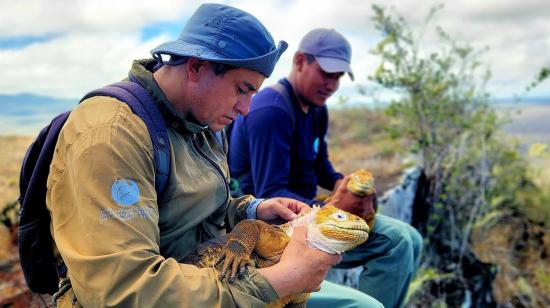 Biólogos del Parque Nacional Galápagos examinando a ejemplares de iguanas terrestres en la isla Santiago, 2 de agosto de 2022. 