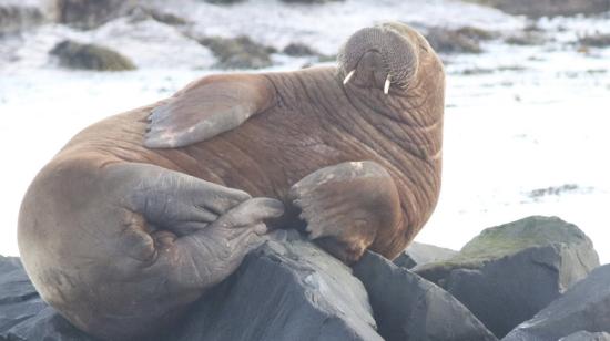 La morsa Freya reposando en uno de sus viajes en el Mar del Norte, el 11 de noviembre de 2021. 