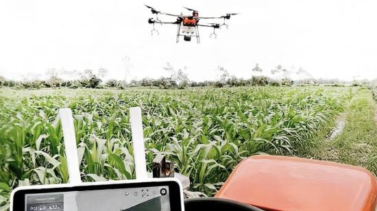 Imagen de la utilización de drones en plantaciones de maíz.