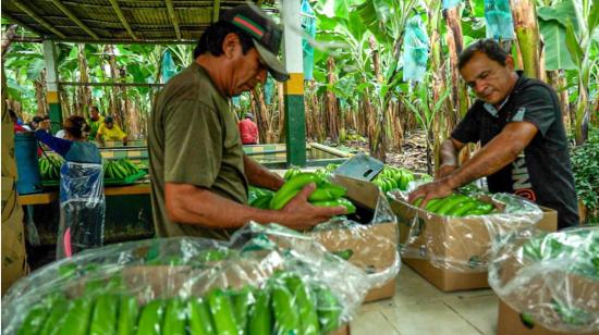 Imagen referencial de trabajadores en una finca bananera el 31 de agosto de 2022.