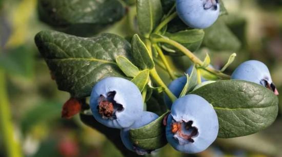 Imagen de una plantación de arándanos, fruta que se exportó desde Loja hacia Países Bajos. 