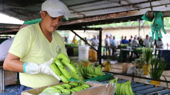 La revisión del banano se hará exclusivamente en la finca, dispuso el Ministerio de Agricultura, el 28 de mayo de 2022.