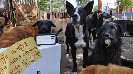 En la imagen, un celular y una consola se rifan para conseguir fondos para alimentar a los perros. 