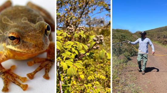 Imagen de las tres especies invasoras más peligrosas para las islas: la rana de árbol, y los cultivos de mora y de guayaba. 