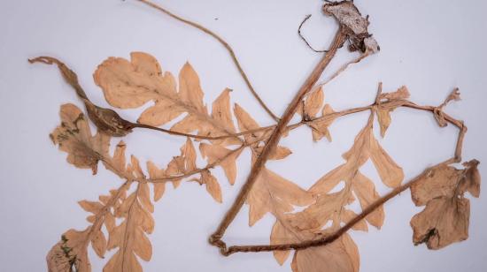 Vista frontal de la nueva especie vegetal, Vivaria calvasensis, hallada en Loja, el 18 de noviembre de 2022. 