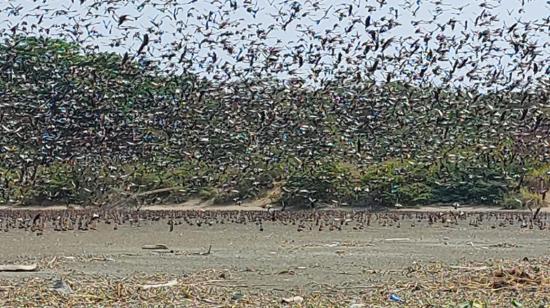 Un equipo de varias entidades analizó métodos de control aviario en el islote Palmar, en Guayaquil, el 17 de noviembre de 2022.