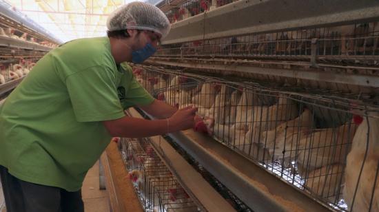 Un experto aplica vacunas contra la influenza aviar a gallinas, en México, el 22 de noviembre de 2022. 