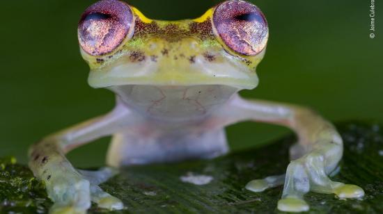 Fotografía de la ranita de Mindo, que participa en el concurso del Museo de Historia Natural de Londres. 