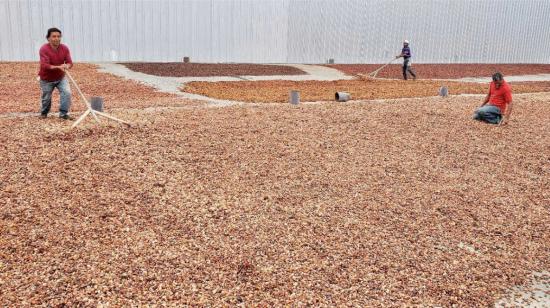 Imagen referencial de trabajadores de una empresa de cacao, en Ecuador. 