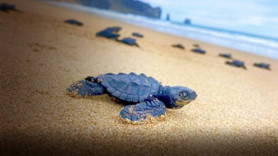 Imagen de una de las tortugas marinas bebé, en la playa de San Lorenzo, en Manabí. 