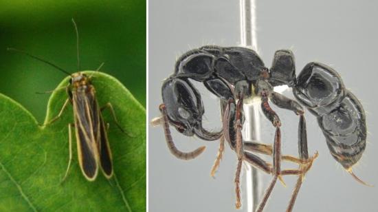 La chimarra mashpi y la hormiga tigre, nuevas especies descubiertas en el país. 