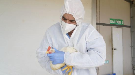 Uno de los técnicos de Agrocalidad realiza inspecciones a las aves, para descartar la presencia de influenza aviar.