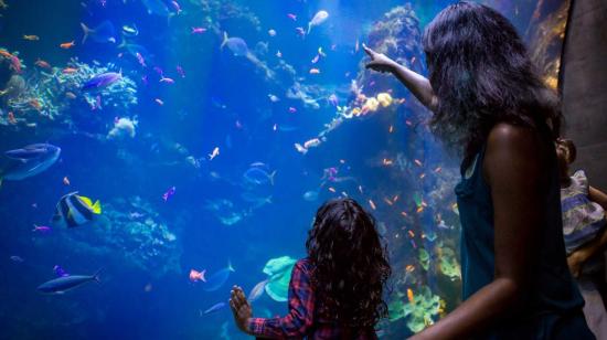 Imagen referencial de dos personas mirando en el acuario de la Academia de Ciencias de California. 