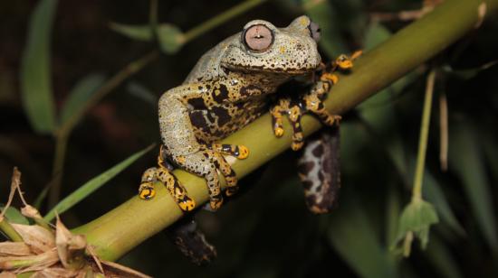 Ejemplar de la nueva especie de rana de torrente, Hyloscirtus tolkieni, bautizada en honor al creador del "Señor de los Anillos".