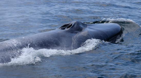 La primera ballena azul que se ve en la a 40 kilómetros de la costa ecuatoriana. Manabí, 22 de enero de 2023. 