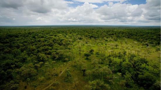 Imagen referencial. Panorámica de un bosque de la Amazonía. 