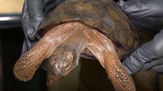 Ejemplar de una tortuga Galápagos, decomisada en Guayaquil, el 26 de febrero de 2023. 